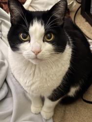 Lost Female Cat last seen Greencrest Rd, La Cañada Flintridge, CA 91011