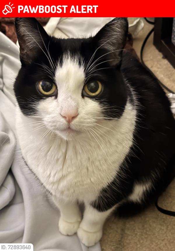 Lost Female Cat last seen Greencrest Rd, La Cañada Flintridge, CA 91011