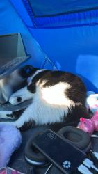 Lost Male Cat last seen Tortilla flts shopping center , Rio Vista, CA 94571
