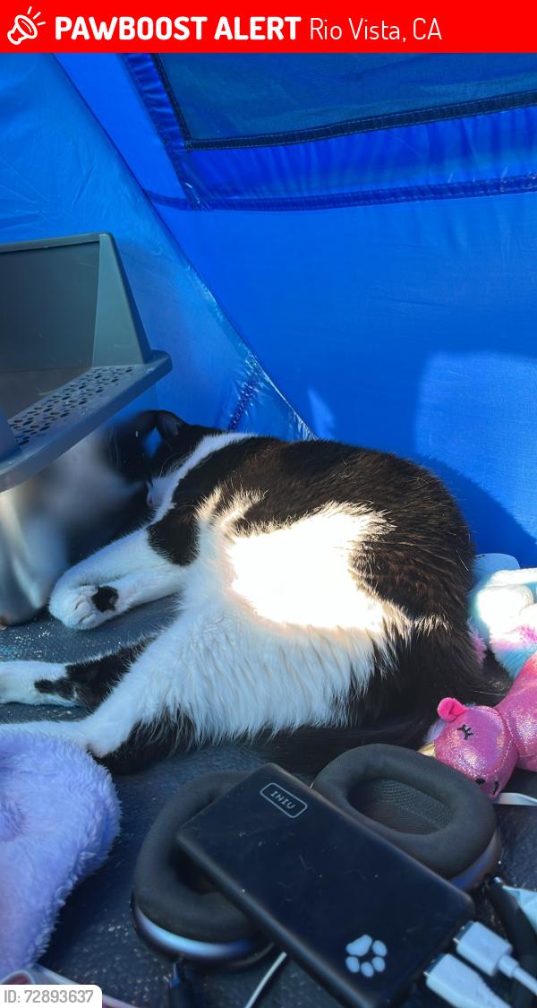 Lost Male Cat last seen Tortilla flts shopping center , Rio Vista, CA 94571
