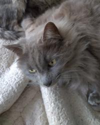Lost Male Cat last seen Chandler Blvd and Ranchito, Los Angeles, CA 91401
