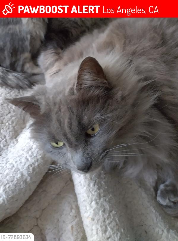 Lost Male Cat last seen Chandler Blvd and Ranchito, Los Angeles, CA 91401
