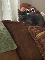 Lost Female Cat last seen Highway 370 and 84th by McDonalds, Papillion, NE 68046