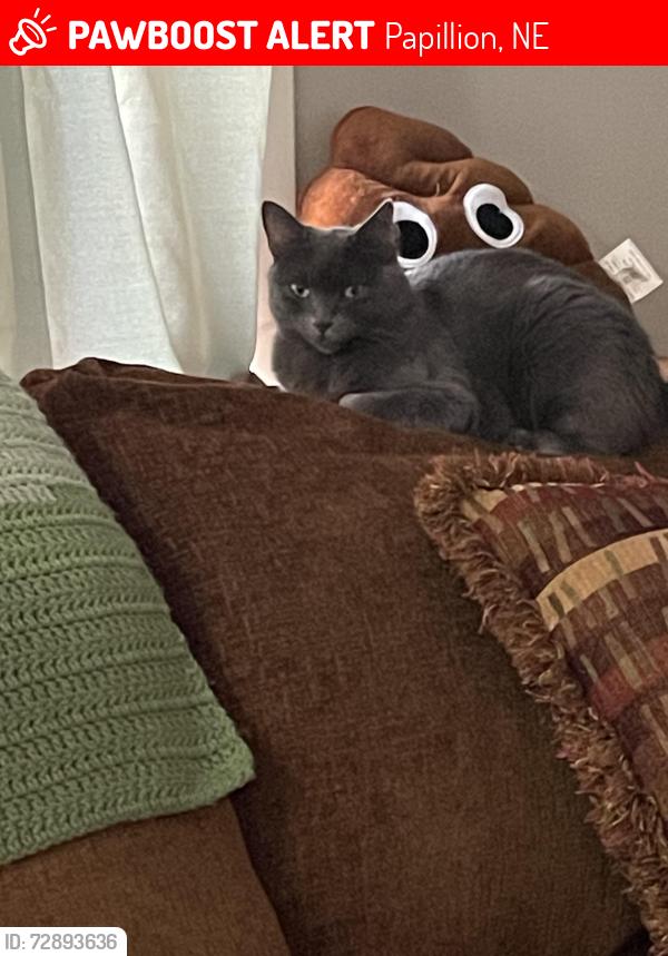 Lost Female Cat last seen Highway 370 and 84th by McDonalds, Papillion, NE 68046