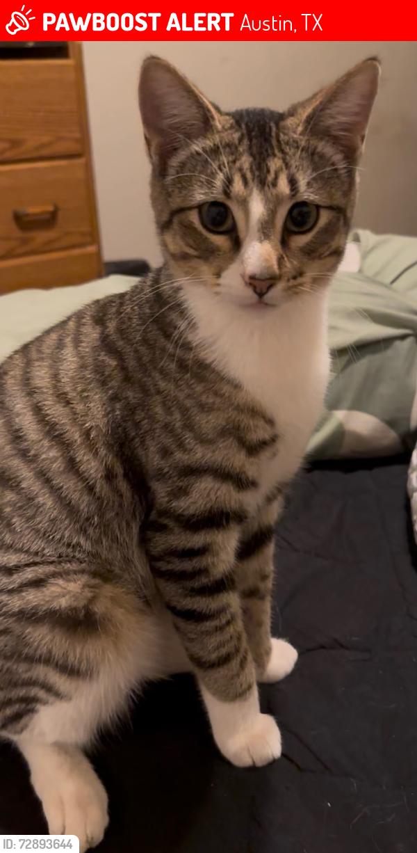 Lost Male Cat last seen Near Avalon Ave Austin Tx 78744, Austin, TX 78744