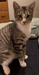 Lost Male Cat last seen Near Avalon Ave Austin Tx 78744, Austin, TX 78744