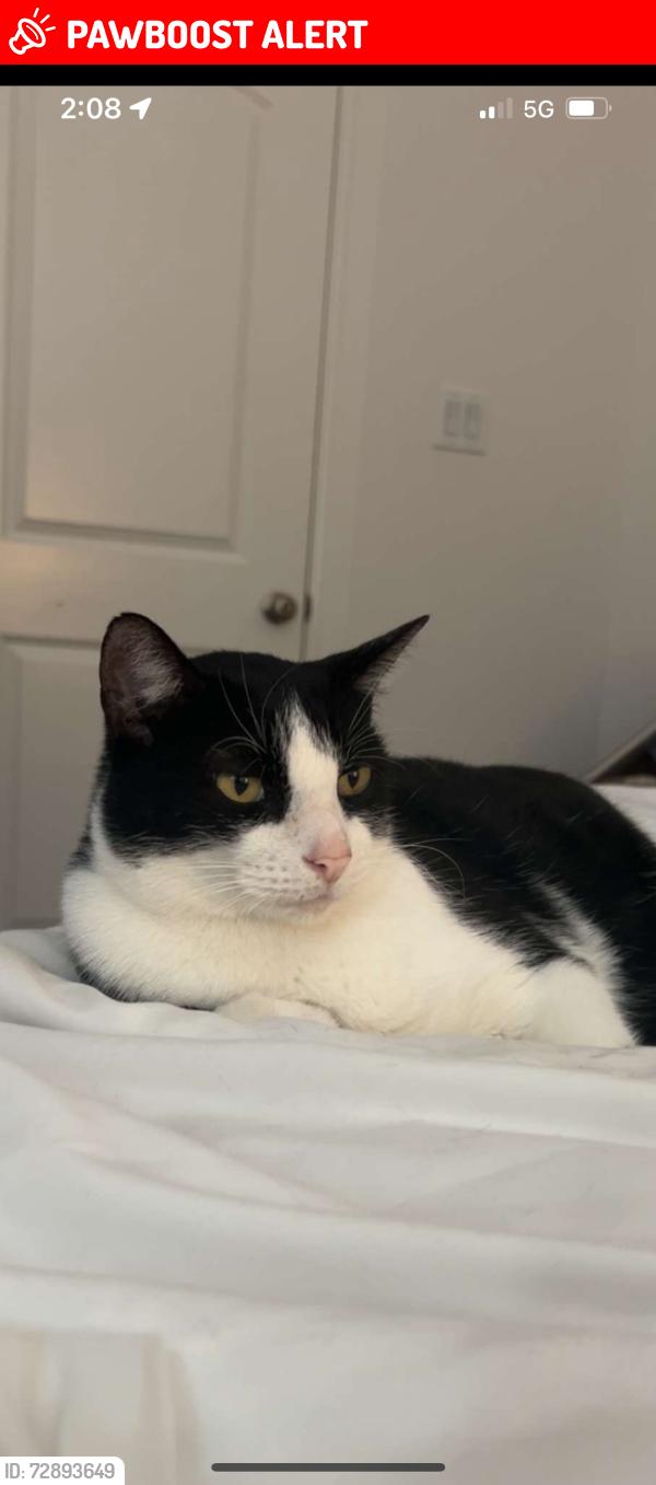 Lost Male Cat last seen Chapman and rufe snow, North Richland Hills, TX 76182