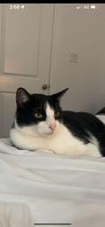 Lost Male Cat last seen Chapman and rufe snow, North Richland Hills, TX 76182