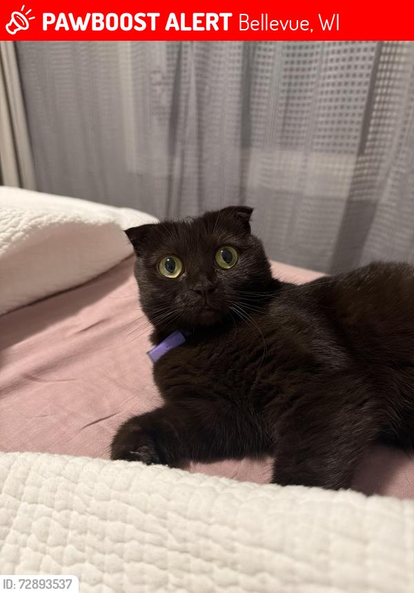 Lost Female Cat last seen Jen Rae Road , Bellevue, WI 54311