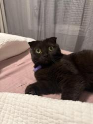 Lost Female Cat last seen Jen Rae Road , Bellevue, WI 54311