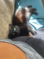 Lost Male Cat last seen San Mateo, Irvine, CA 92606