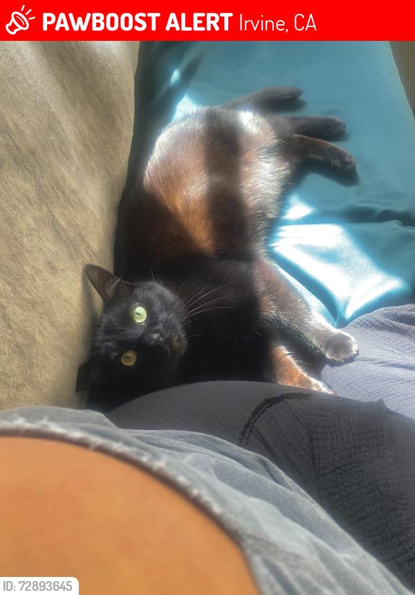 Lost Male Cat last seen San Mateo, Irvine, CA 92606