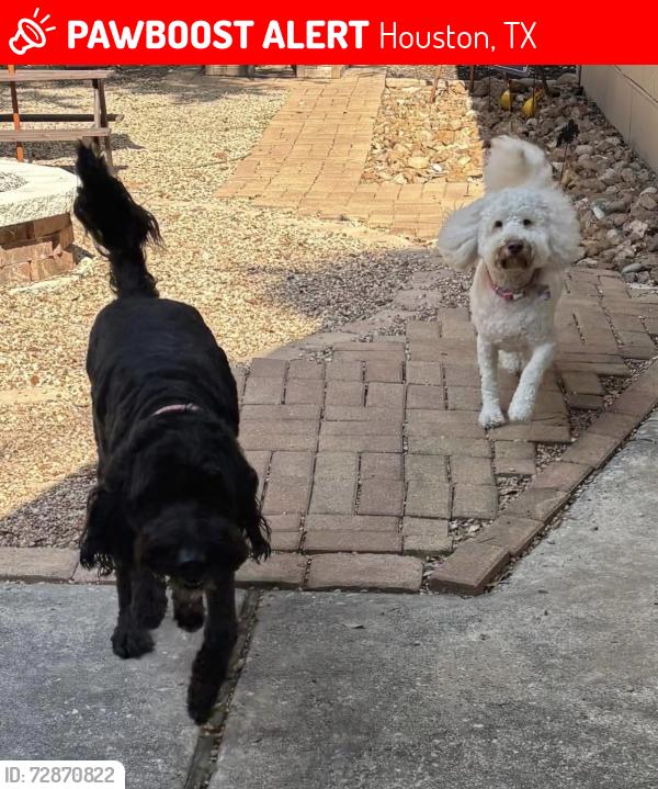 Lost Female Dog last seen Riverlawn Dr., Houston, TX 77339