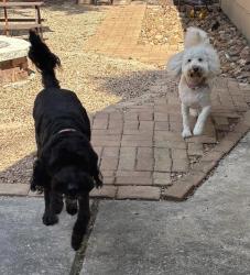 Lost Female Dog last seen Riverlawn Dr., Houston, TX 77339
