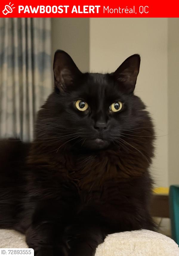 Lost Male Cat last seen Near av pierre de coubertin, crossing of Pierre de coubertin and rue lyall , Montréal, QC 