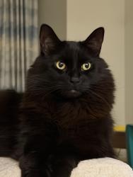 Lost Male Cat last seen Near av pierre de coubertin, crossing of Pierre de coubertin and rue lyall , Montréal, QC 