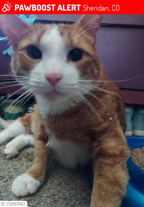 Lost Male Cat last seen south federal & w. Mansfield/south federal & 285 (nesbitt park), Sheridan, CO 80110