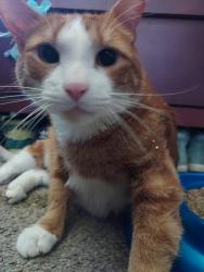 Lost Male Cat last seen south federal & w. Mansfield/south federal & 285 (nesbitt park), Sheridan, CO 80110
