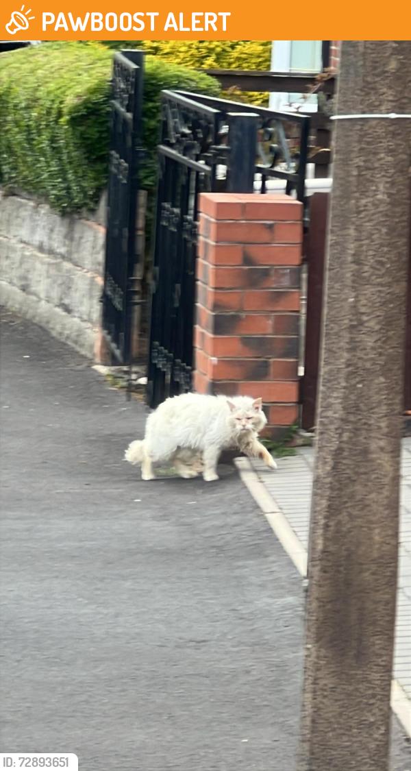Found/Stray Unknown Cat last seen Ruskin street West Bromwich , West Midlands, England B71
