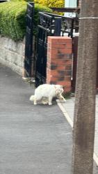 Found/Stray Unknown Cat last seen Ruskin street West Bromwich , West Midlands, England B71