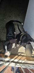 Found/Stray Unknown Dog last seen Three palms , Hacienda Heights, CA 91745