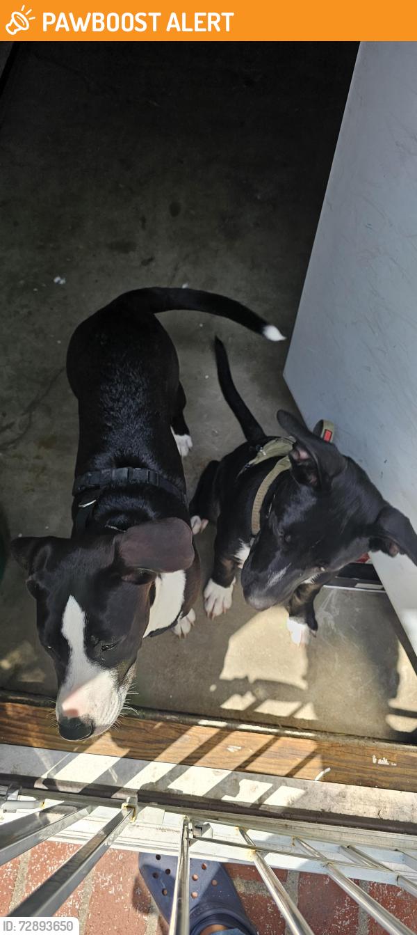 Found/Stray Unknown Dog last seen Three palms , Hacienda Heights, CA 91745