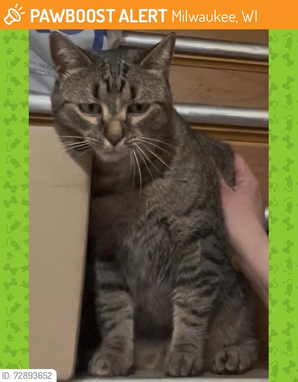 Found/Stray Female Cat last seen 26th and Oklahoma , Milwaukee, WI 53215