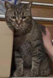 Found/Stray Female Cat last seen 26th and Oklahoma , Milwaukee, WI 53215
