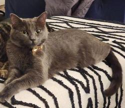 Lost Female Cat last seen Celery Avenue, Sanford, FL 32771
