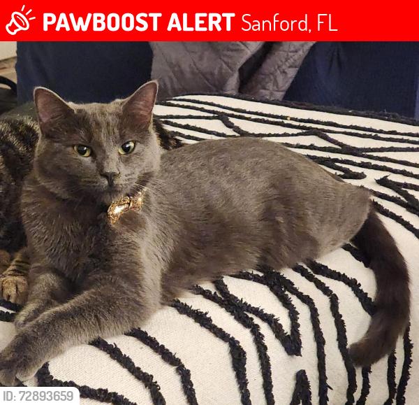 Lost Female Cat last seen Celery Avenue, Sanford, FL 32771