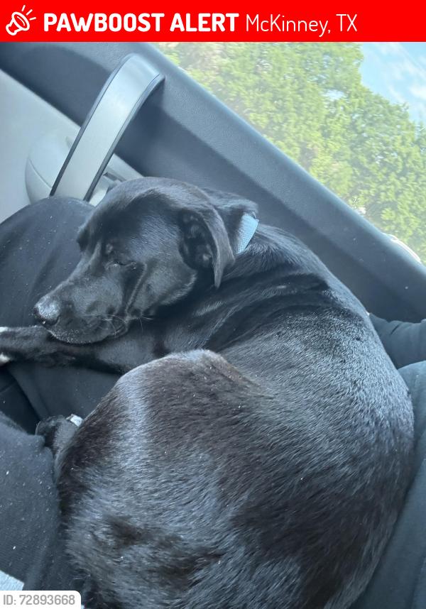 Lost Male Dog last seen Forest by luxe of McKinney homes, McKinney, TX 75071