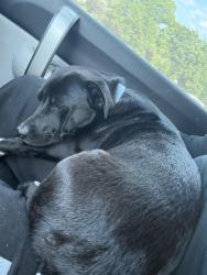 Lost Male Dog last seen Forest by luxe of McKinney homes, McKinney, TX 75071