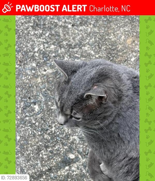 Lost Male Cat last seen Carmel/Montibello, Charlotte, NC 28226