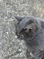 Lost Male Cat last seen Carmel/Montibello, Charlotte, NC 28226