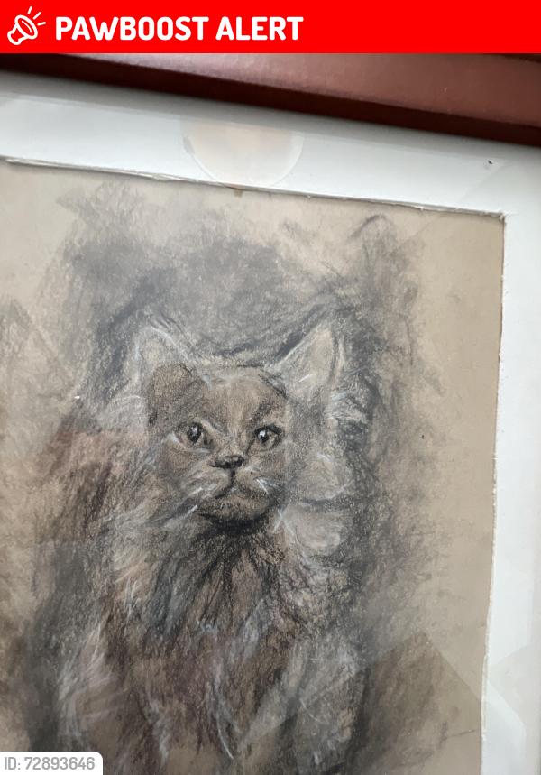 Lost Female Cat last seen Orchard Lake Rd & Lone Pine Rd, West Bloomfield Township, MI 48323