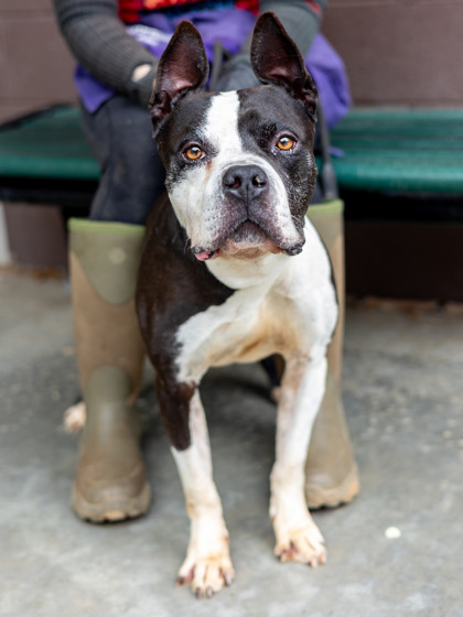 Shelter Stray Male Dog last seen Near Windsor Oak Dr, 30340, GA, Atlanta, GA 30341