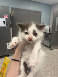 Shelter Stray Male Cat last seen Wilkes County, NC , Gastonia, NC 28052