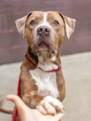 Shelter Stray Male Dog last seen Near DORIAN COURT, 30058, GA, Atlanta, GA 30341