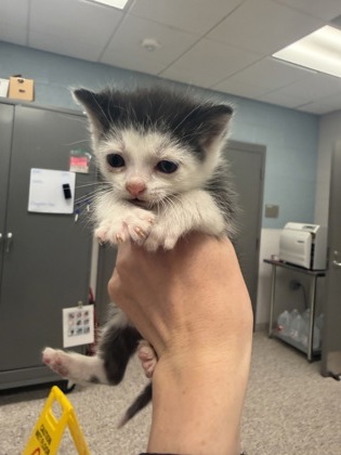 Shelter Stray Male Cat last seen Wilkes County, NC , Gastonia, NC 28052