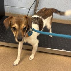 Shelter Stray Female Dog last seen Near Snapfinger Woods Drive, Decatur 30035, 30035, GA, Atlanta, GA 30341