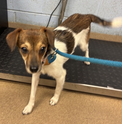 Shelter Stray Female Dog last seen Near Snapfinger Woods Drive, Decatur 30035, 30035, GA, Atlanta, GA 30341