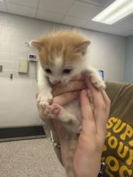 Shelter Stray Male Cat last seen Wilkes County, NC , Gastonia, NC 28052
