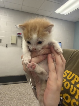 Shelter Stray Male Cat last seen Wilkes County, NC , Gastonia, NC 28052