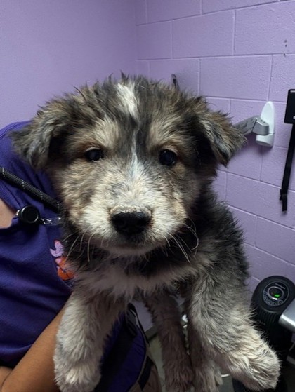 Shelter Stray Female Dog last seen El Paso County, TX 79928, Fort Bliss, TX 79906