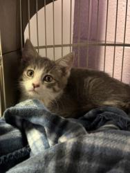 Shelter Stray Female Cat last seen El Paso, TX 79907, Fort Bliss, TX 79906