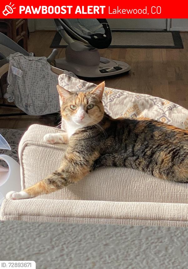 Lost Female Cat last seen The Avalon apmts - building 4, Lakewood, CO 80401