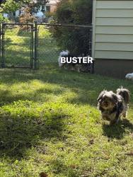 Reunited Male Dog last seen McCain rd , North Little Rock, AR 72116