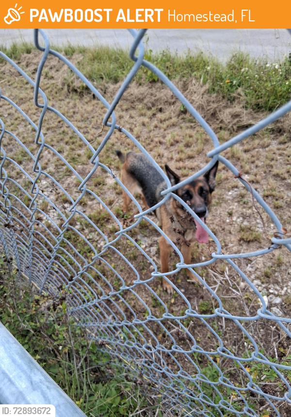 Found/Stray Female Dog last seen 260th st and 149th Ave , Homestead, FL 33032
