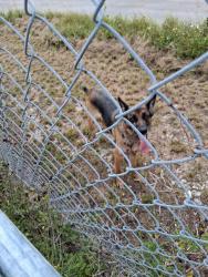 Found/Stray Female Dog last seen 260th st and 149th Ave , Homestead, FL 33032