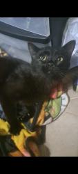Found/Stray Female Cat last seen On 3rd St between S BLVD & S Lee AVE, Idaho Falls, ID 83401